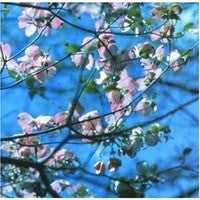 Joel R. L. Phelps & The Downer Trio : Blackbird (CD, Album)