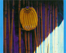 Kirsty MacColl : Tropical Brainstorm (CD, Album, Enh)