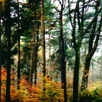 Tirath Singh Nirmala : Bluster, Cragg, & Awe (CD, Album)